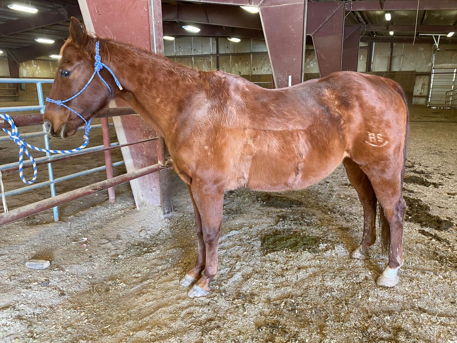 Hot Smoking Gun - 2007 Sorrel QH Gelding - VIDEO