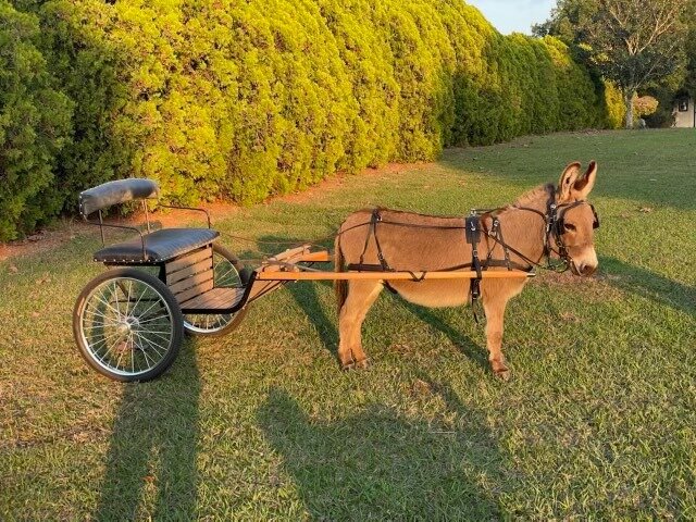 Bogart - Mini Donkey Gelding