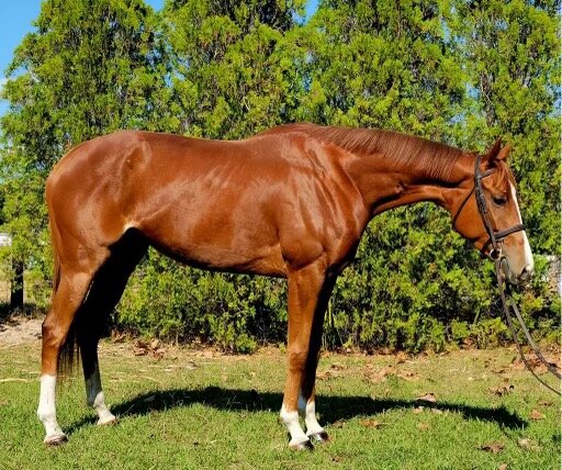 Penny - Sorrel TB Mare