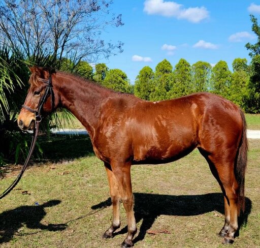 Dixie - Bay Pony Mare