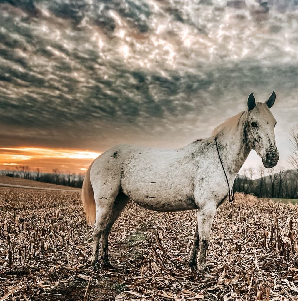 Silver - POA Gelding