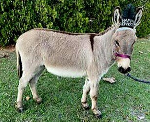 Pedro - Mini Donkey Gelding