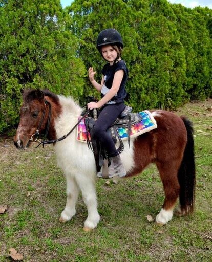 Bear - Bay & White Pony Gelding-VIDEO