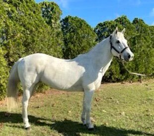 Jojo - Grey QH Mare