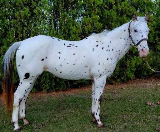 Dottie - Appaloosa Mare