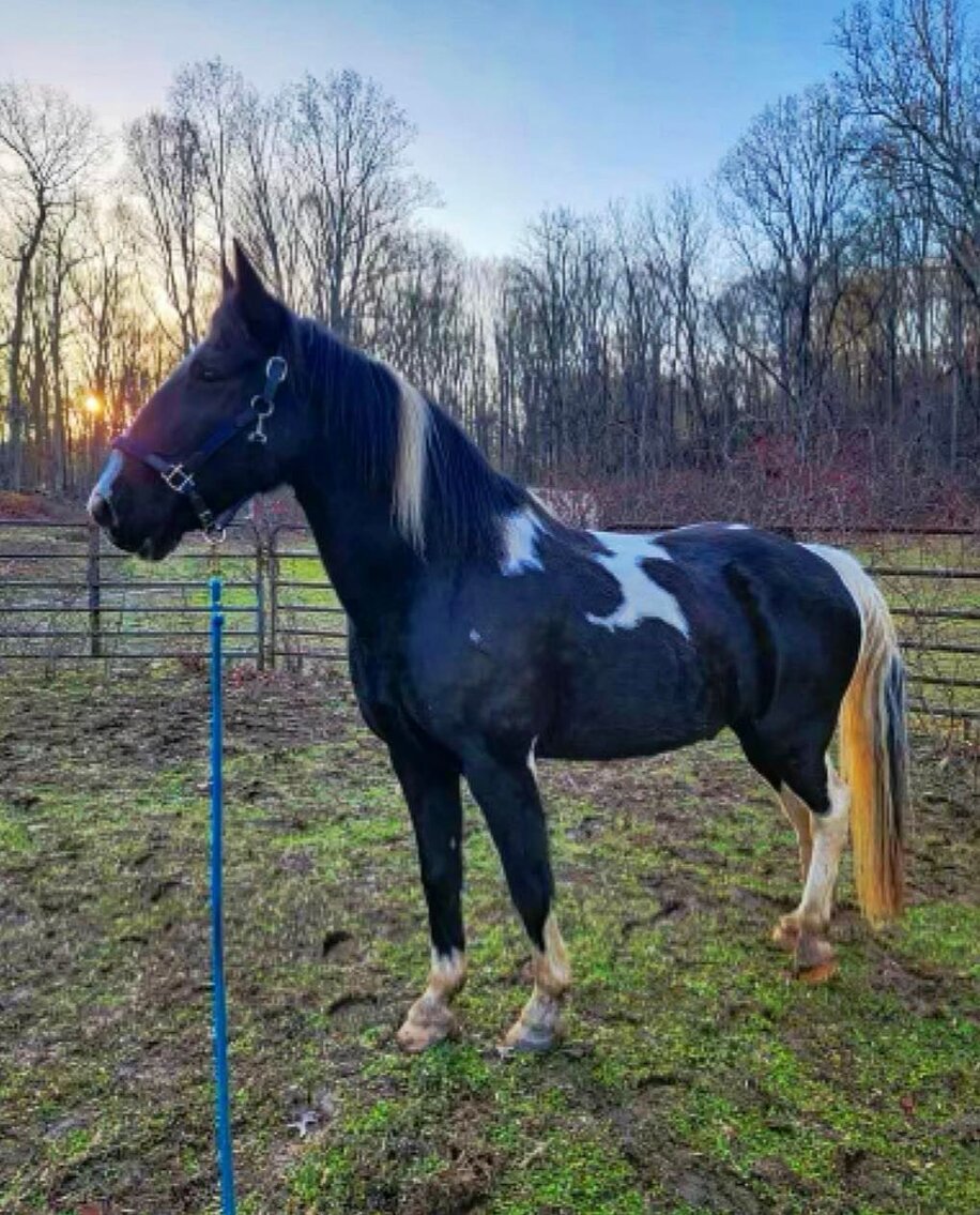 Harley - Black & White Gaited Draft X Gelding
