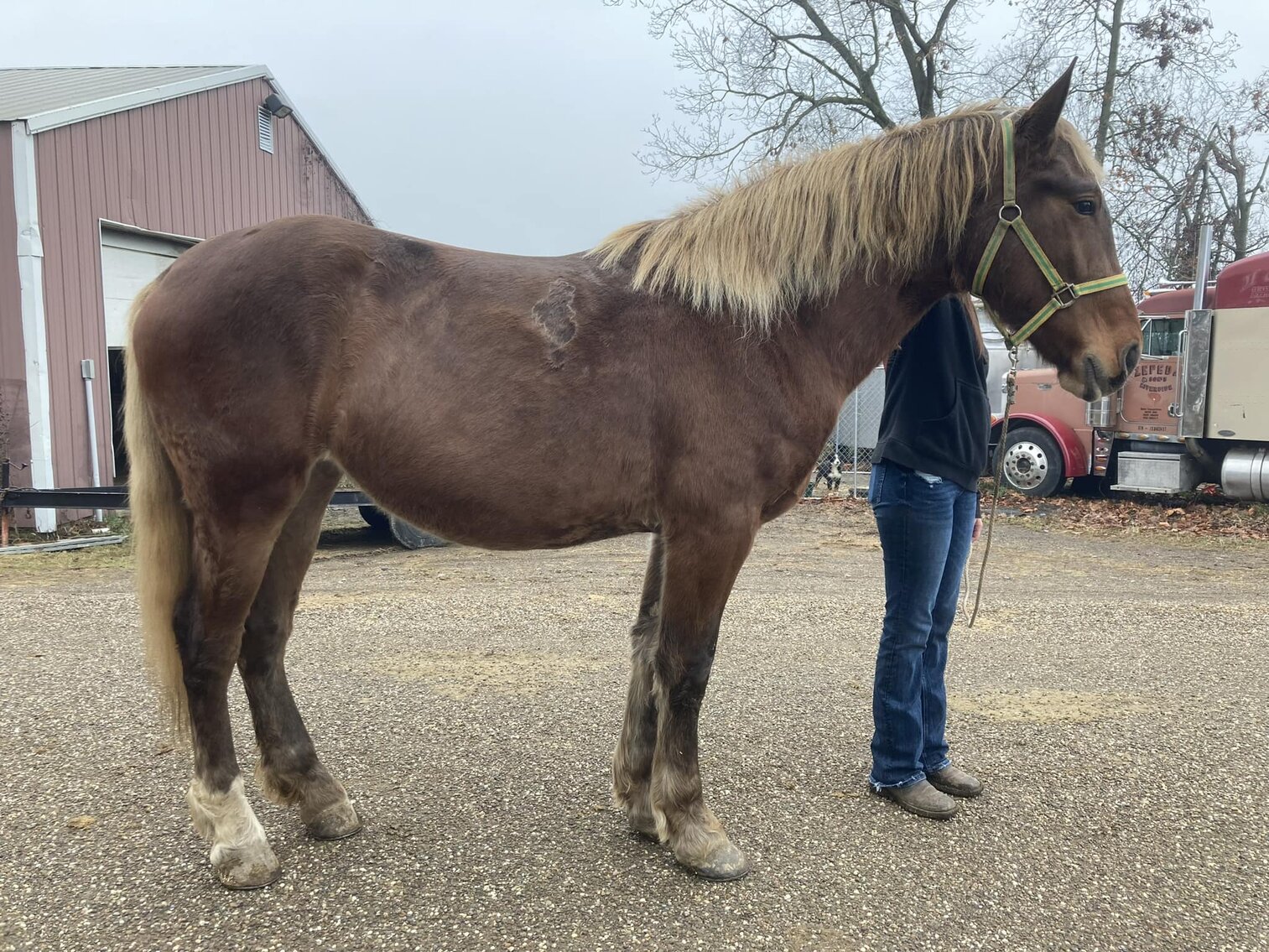 Barbie - Sorrel Belgian X Mare