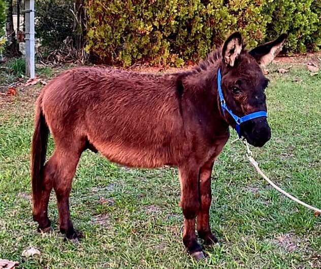 Black Jack - Black Mini Donkey-VIDEO