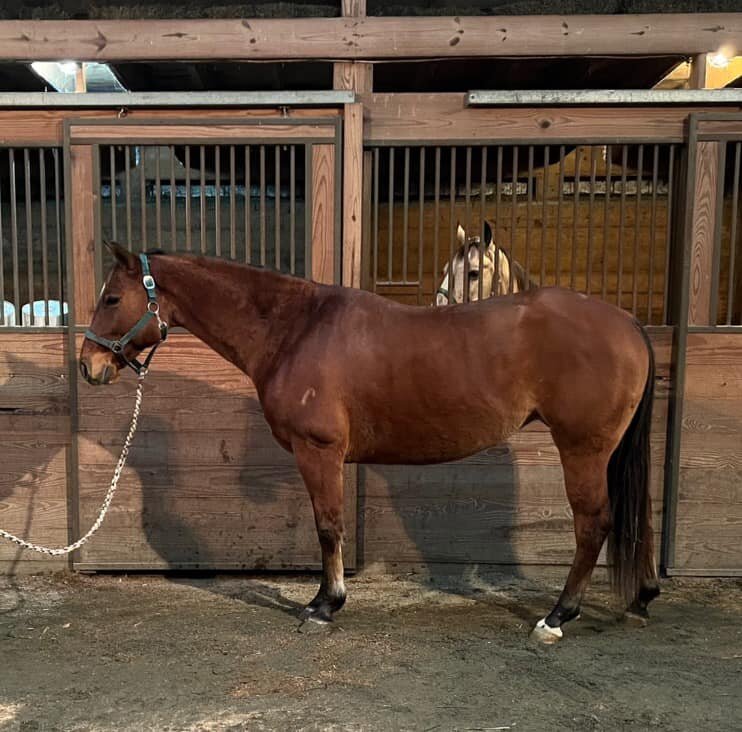 Playgirl Jeremy- Reg. Bay QH Mare - VIDEO