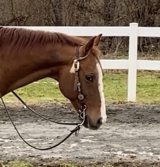 Jameson- Chestnut QH Gelding - VIDEO