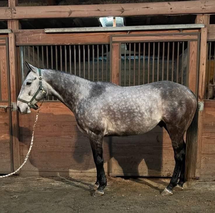 IC Poker Joe - 2016 Grey AQHA Gelding -VIDEO