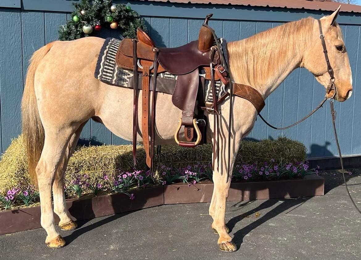 Travis - Palomino QH Gelding- VIDEO