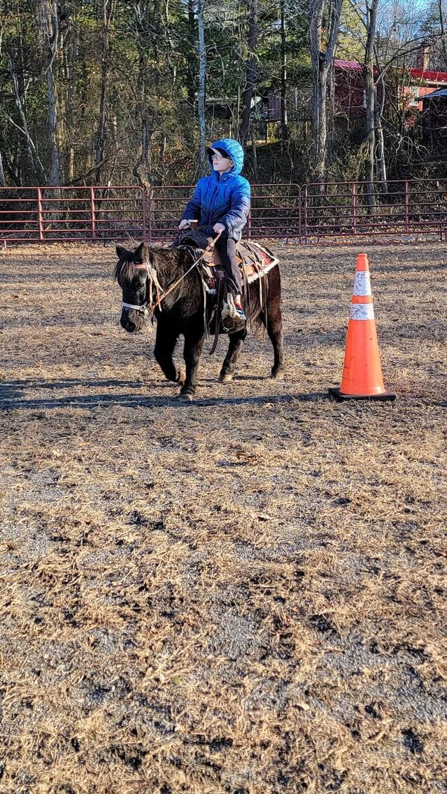 Jamal - Black Mini Gelding