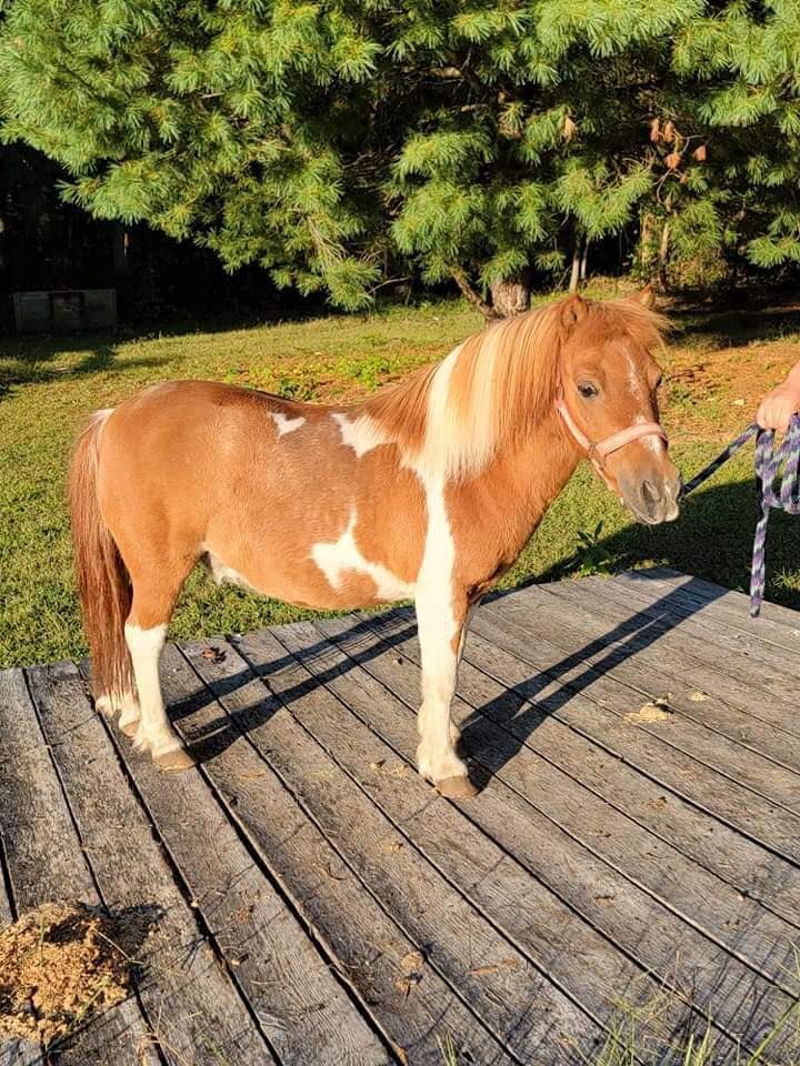 Wally - Sorrel & White Mini Gelding