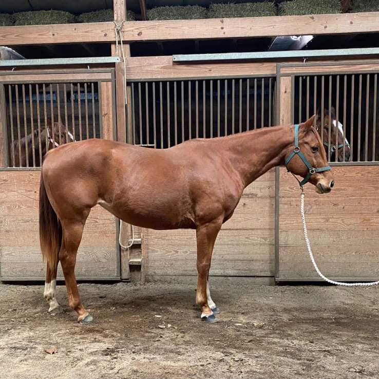 Darla - Chestnut QH Mare - VIDEO