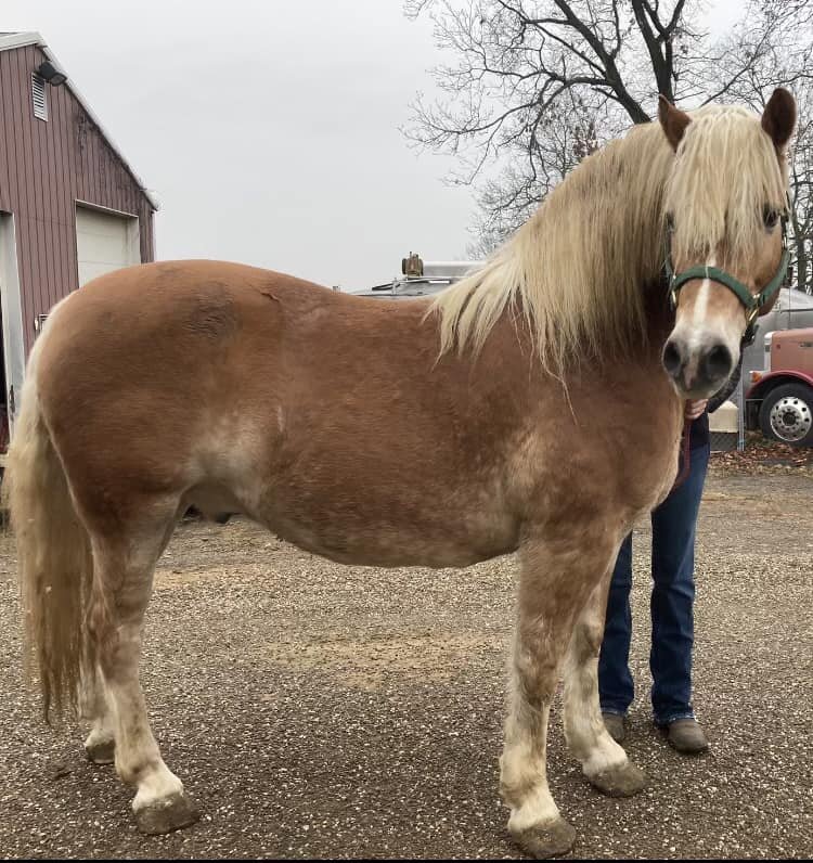 Atlas - Sorrel Haflinger Gelding
