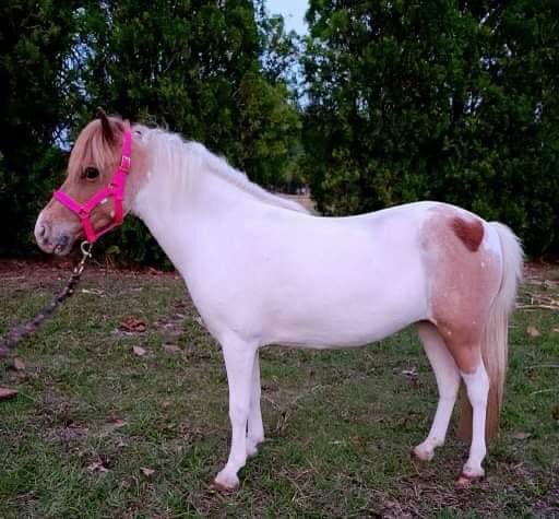 Suzie - Sorrel & White Mini Mare