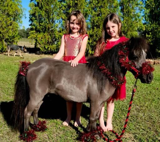 Beauty - Black Mini Mare