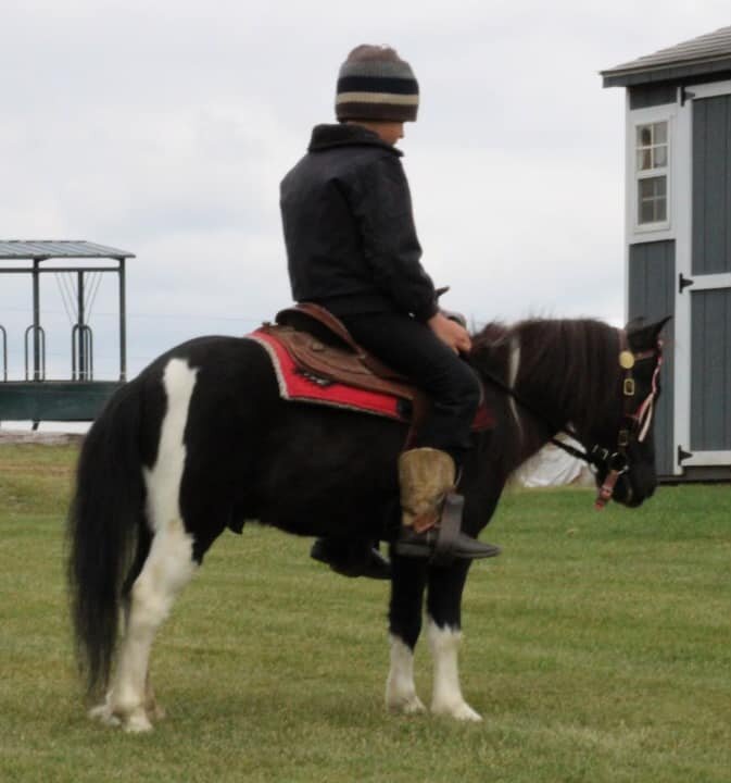 Buster - Black & White Pony Gelding
