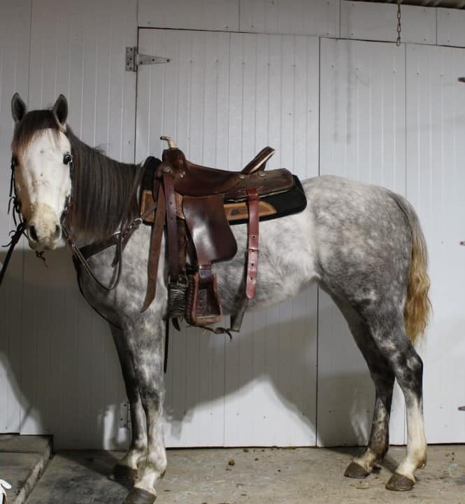 Lily - Grey QH Mare