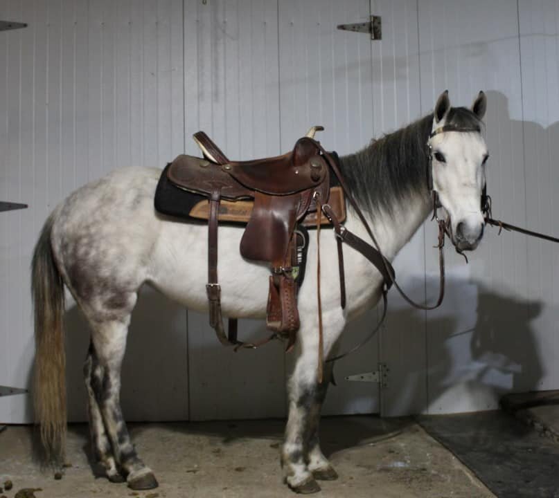 Pearl - Grey QH Pony Mare