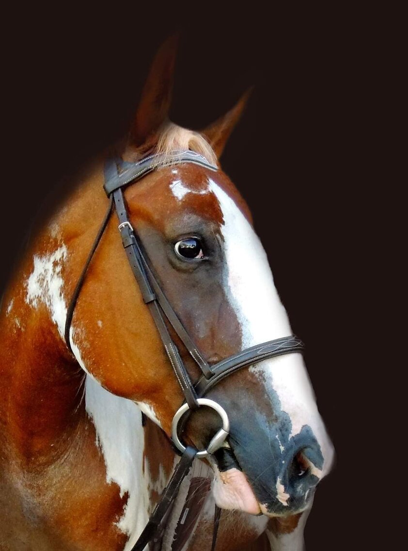 Ranger - Sorrel & White Paint Gelding - VIDEO