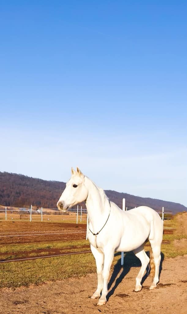 Wrangler - Grey QH Gelding