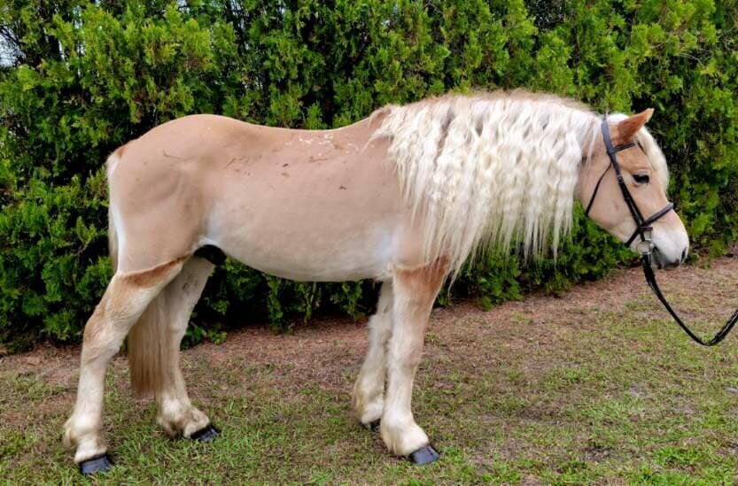 Earnie - Sorrel Haflinger Gelding