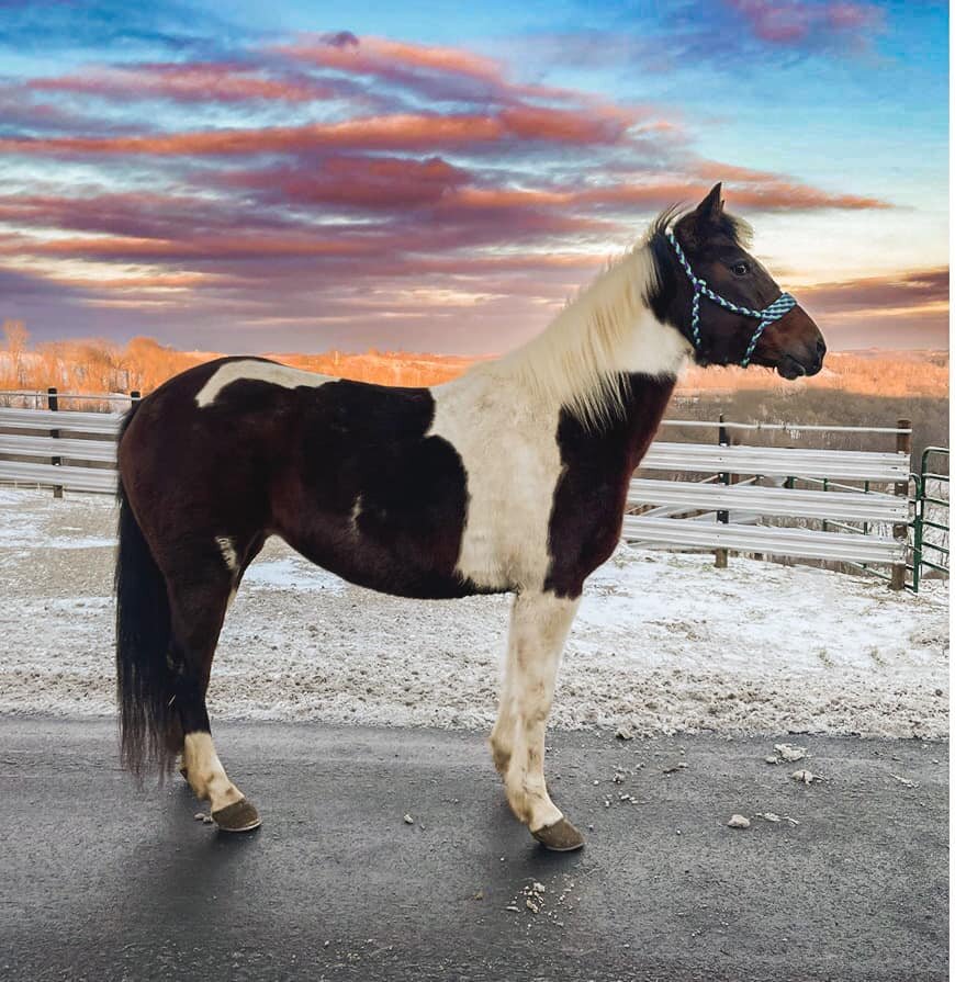 Vada - Bay & White Paint Mare