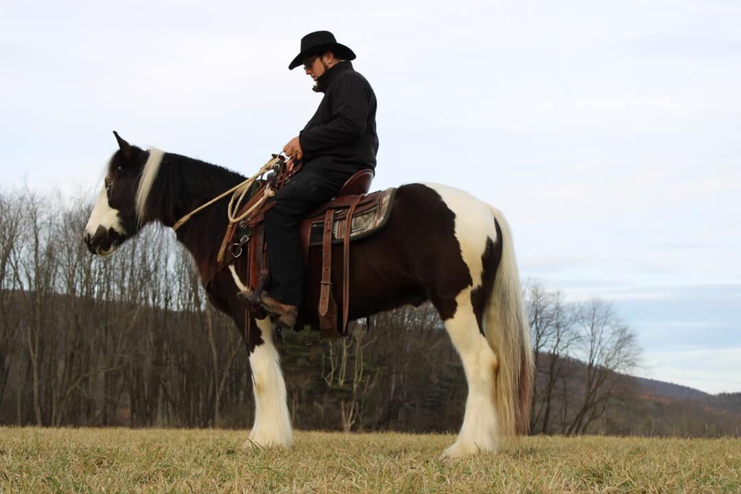 Zooma - Black & White Gypsy Vanner Gelding