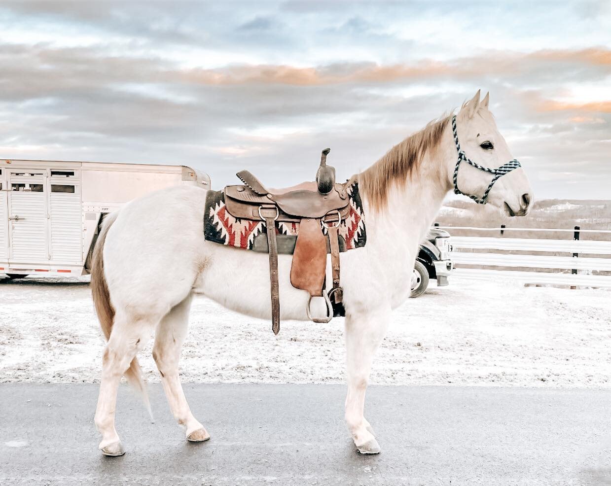 Checker - Grey QH Gelding
