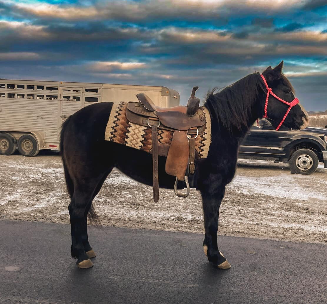 Queen - Black Gypsy Cross Pony Mare