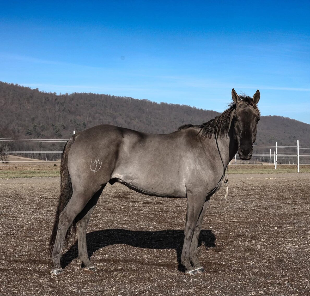 J M Valentine - Grulla QH Gelding - VIDEO