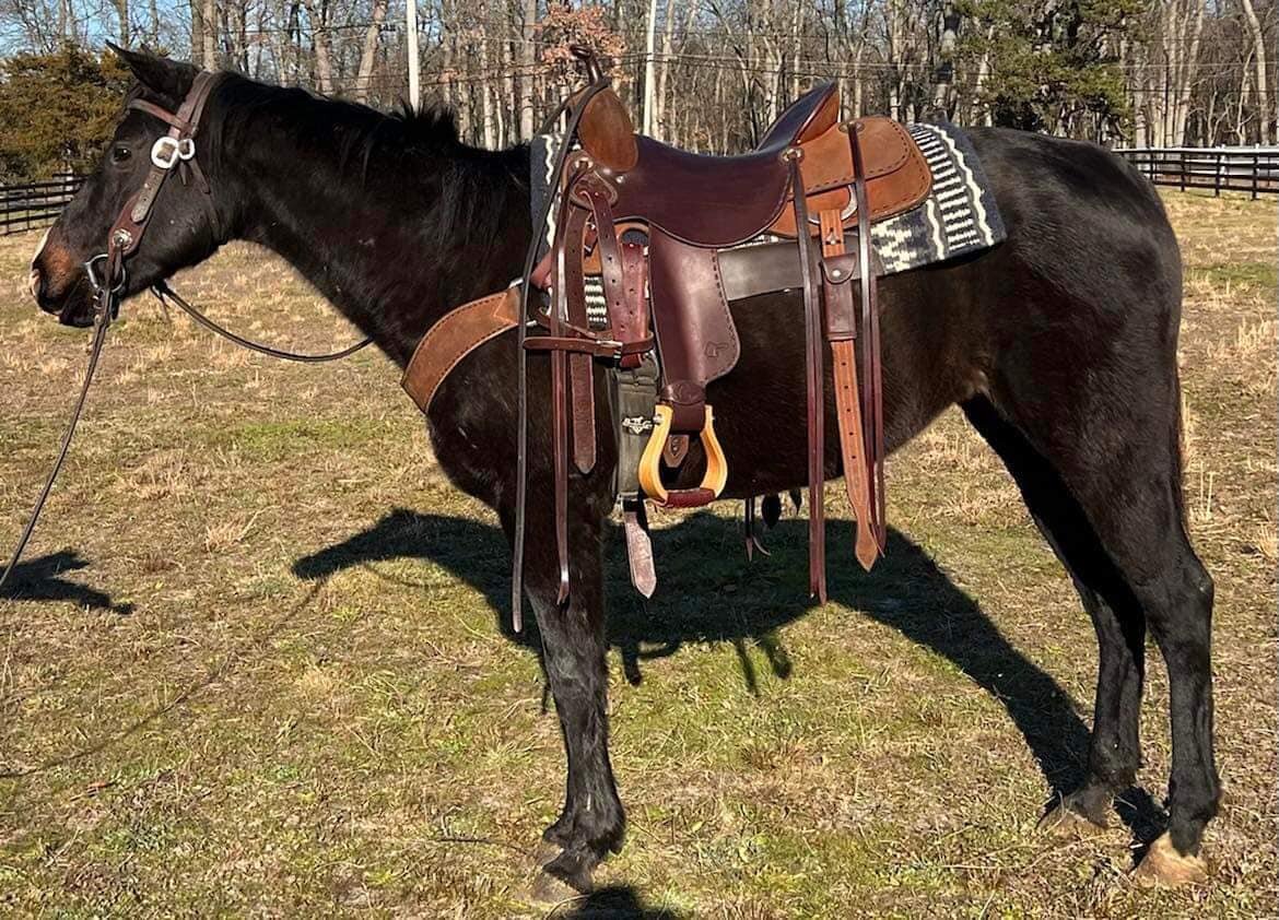Bank - Brown QH Mare - VIDEO