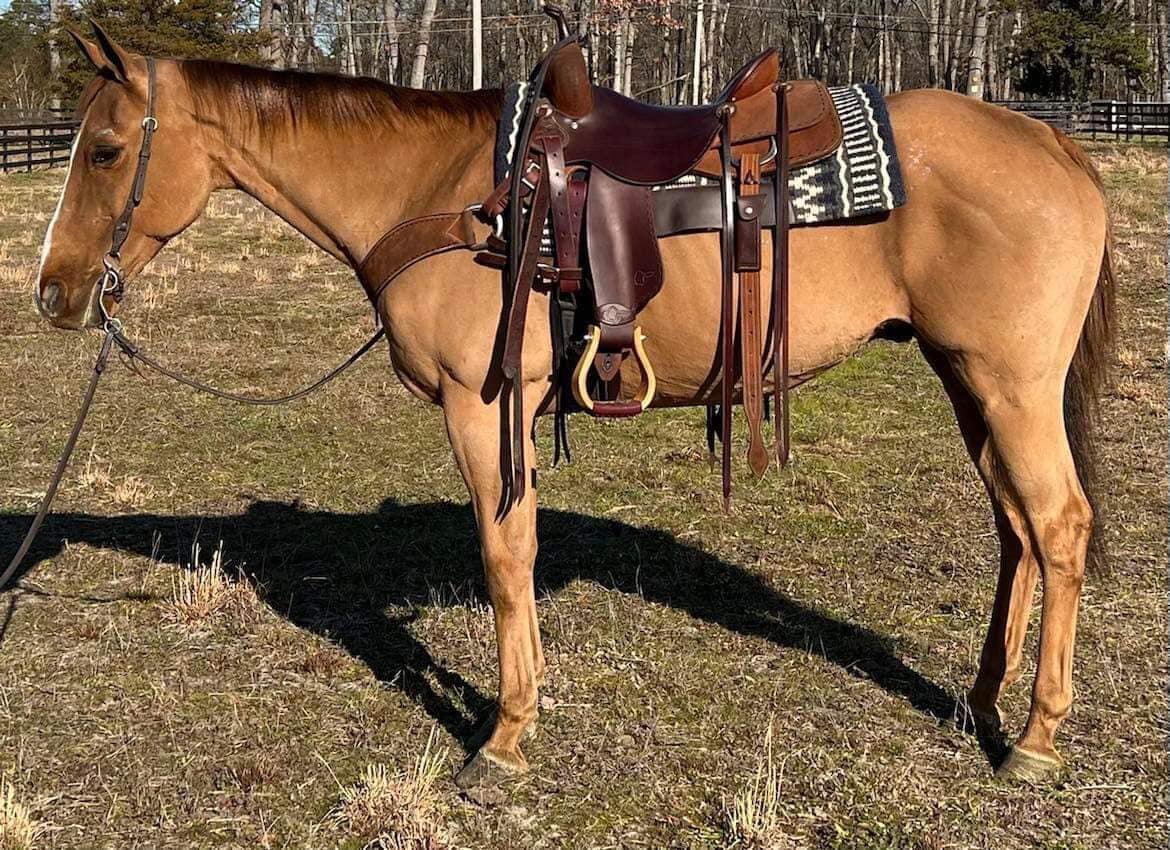 Hank - Red Dun QH Gelding - VIDEO