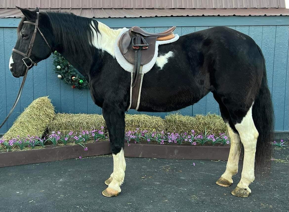 Zelda - Black & White Crossbred Mare