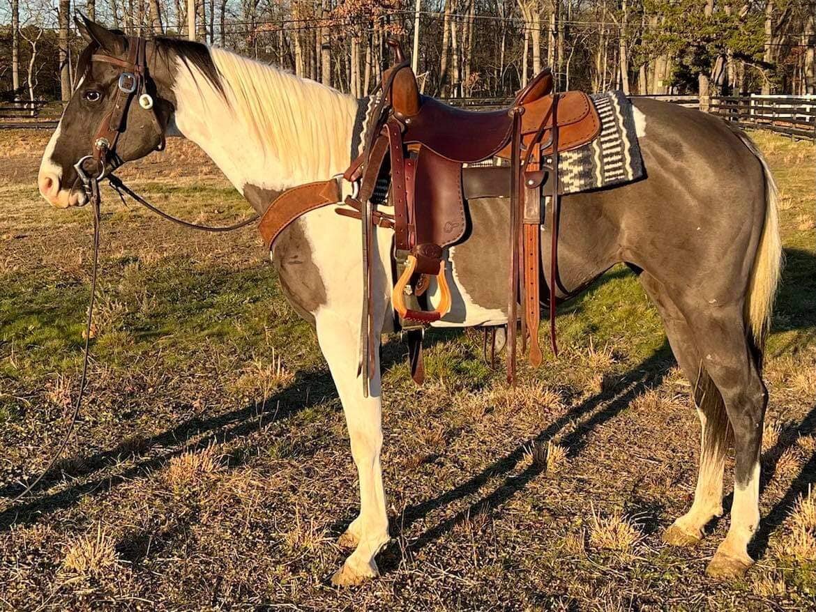 Tessa - Grulla Paint Mare