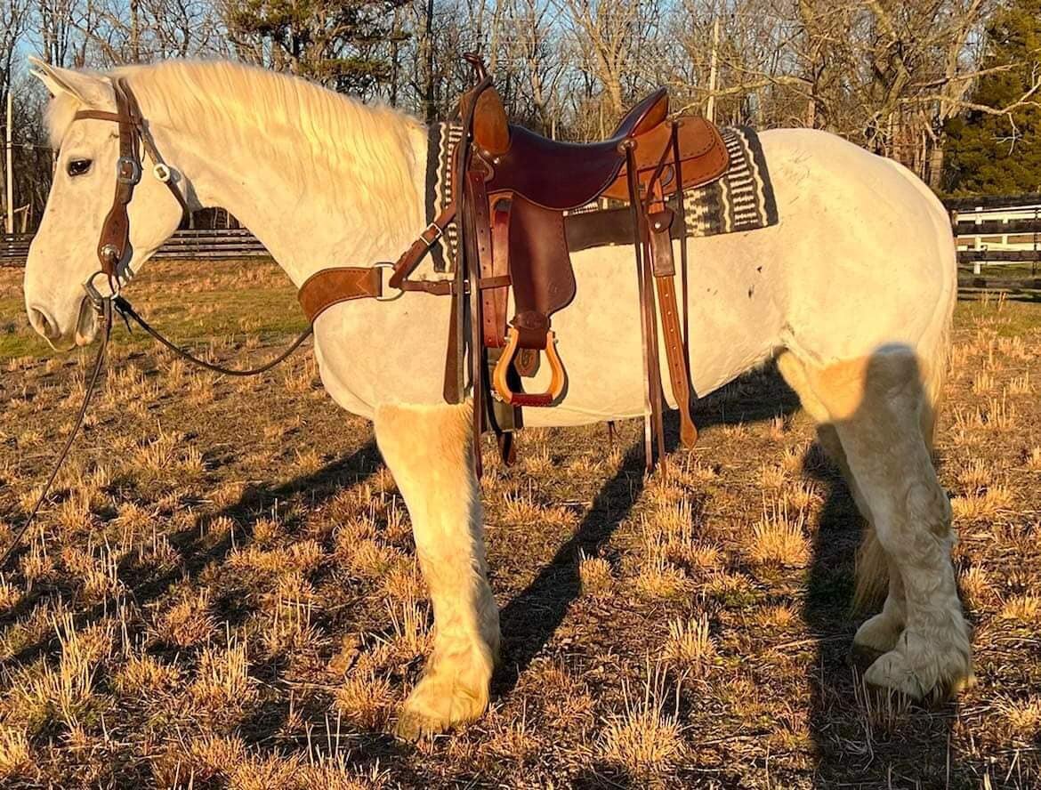 Celina - Percheron Cross Mare - VIDEO