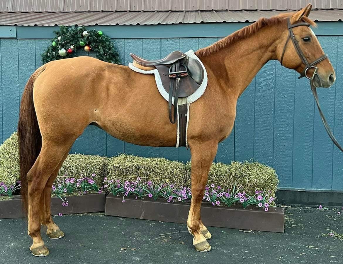 Larson - Sorrel QH Gelding