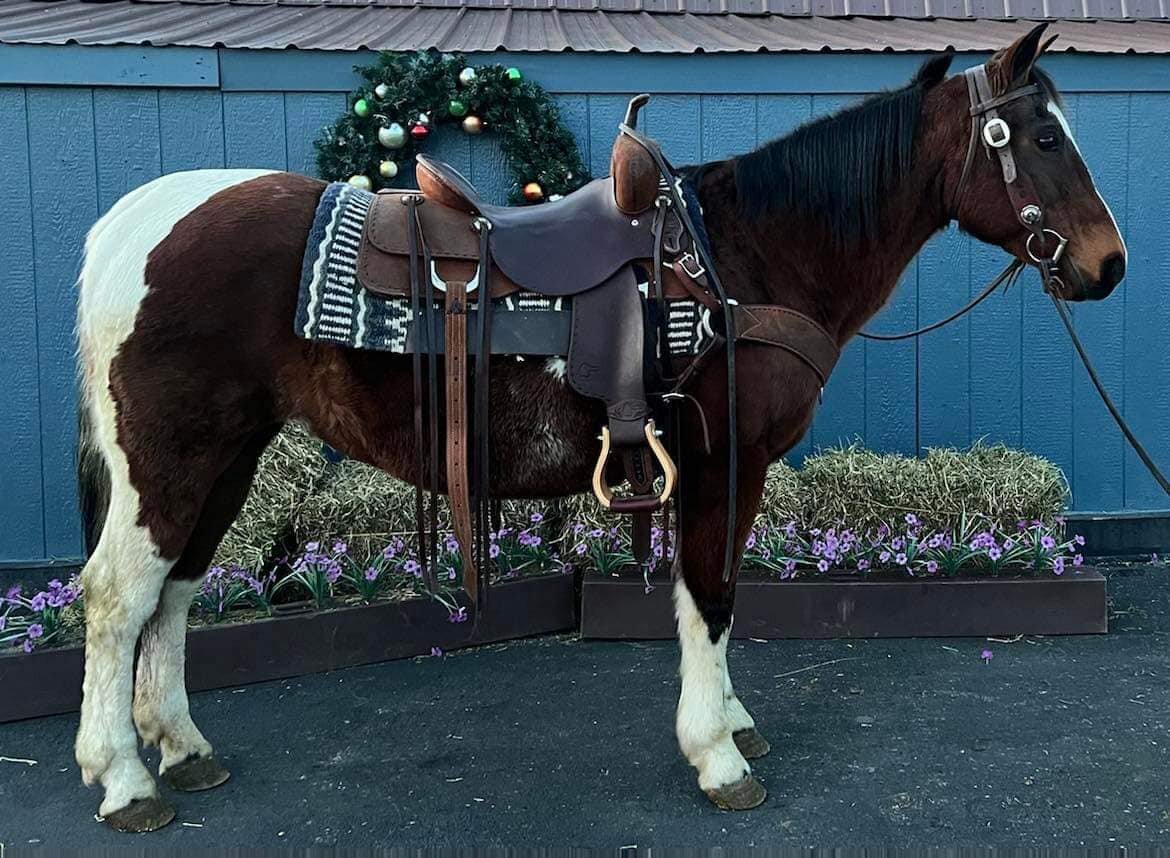 Henna - Brown Paint Mare - VIDEO