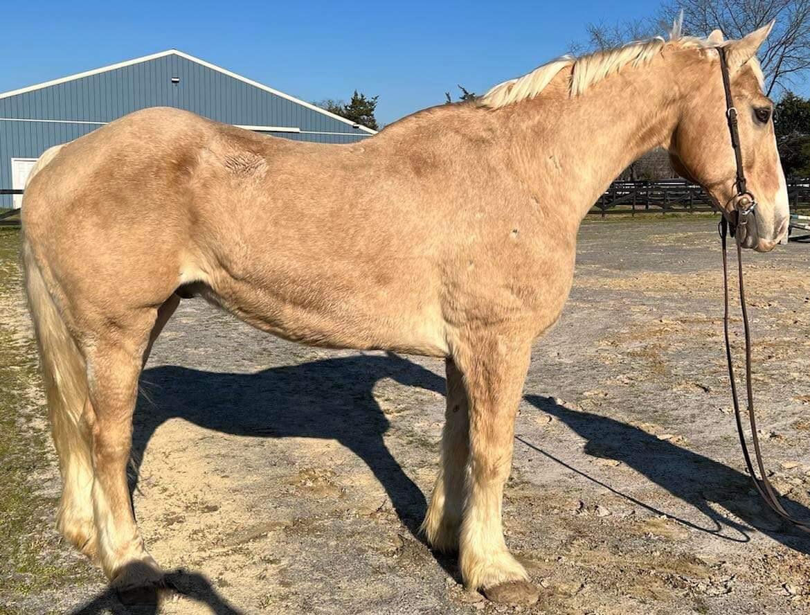 Enzo - Belgian Cross Gelding - VIDEO