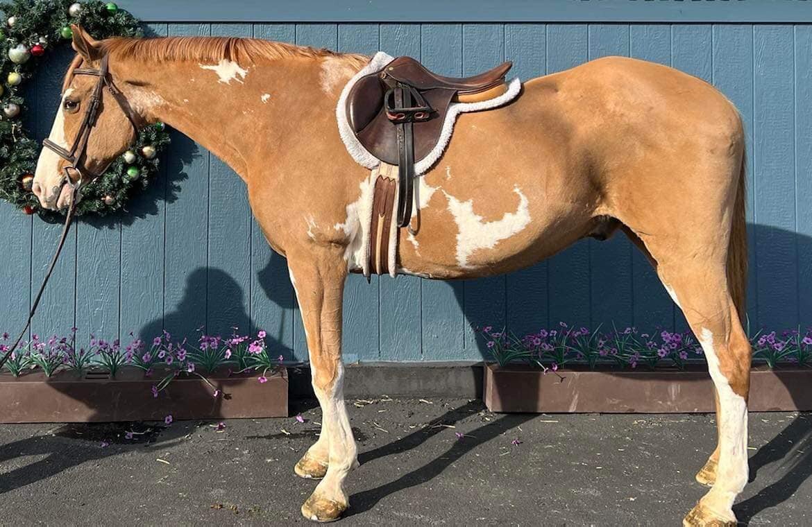 Nyx - Sorrel Paint Gelding