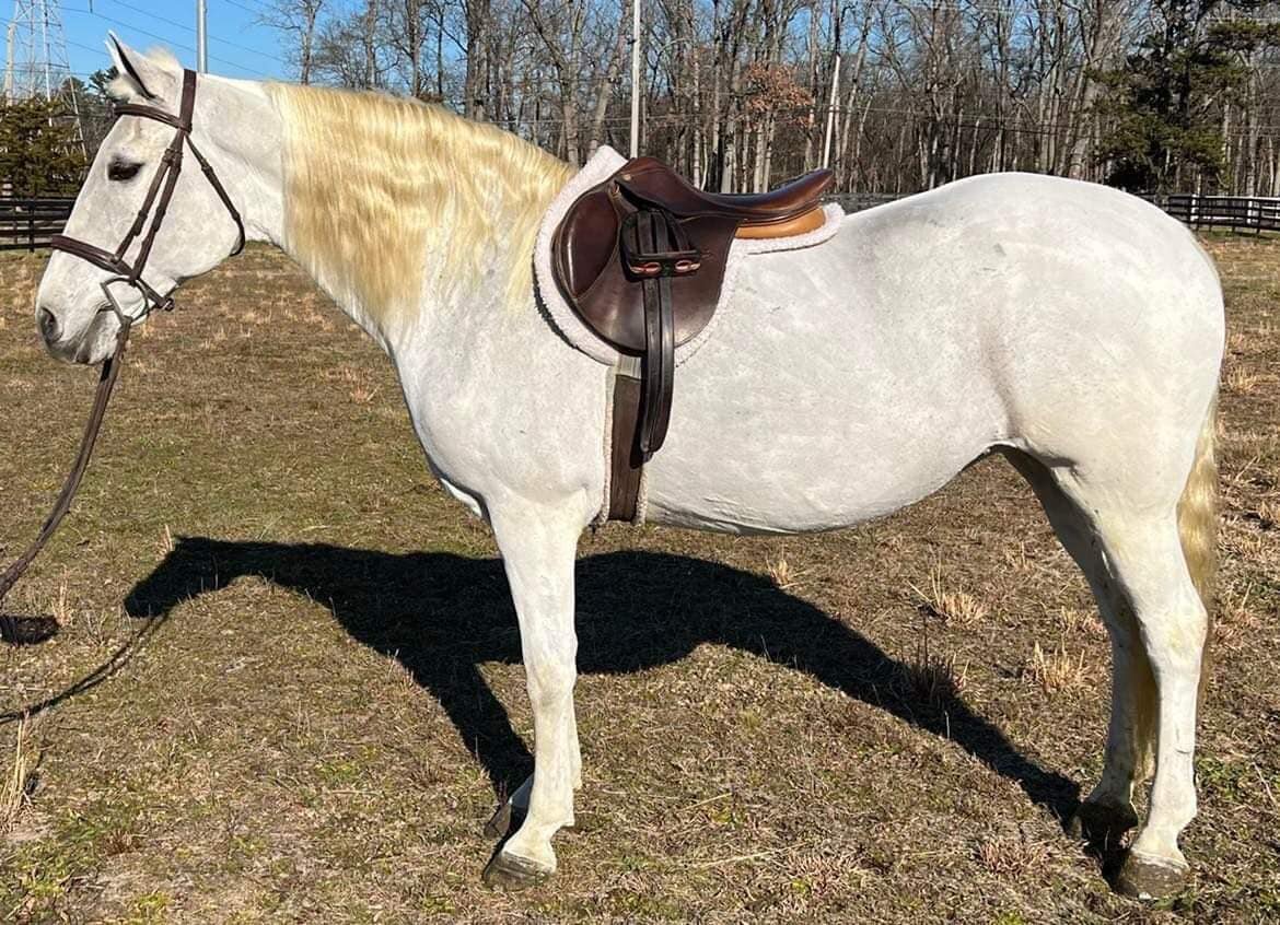 Marida - Grey Azteca Mare - VIDEO