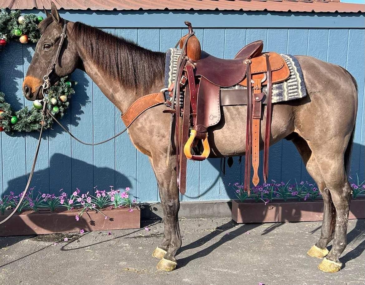 Bandit - Brown QH Gelding - VIDEO