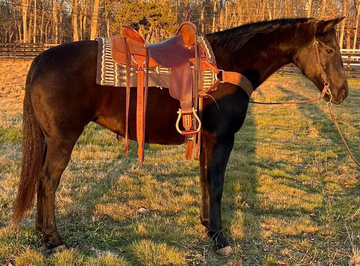 Davids Black Bird - 2003 Black AQHA Mare - VIDEO