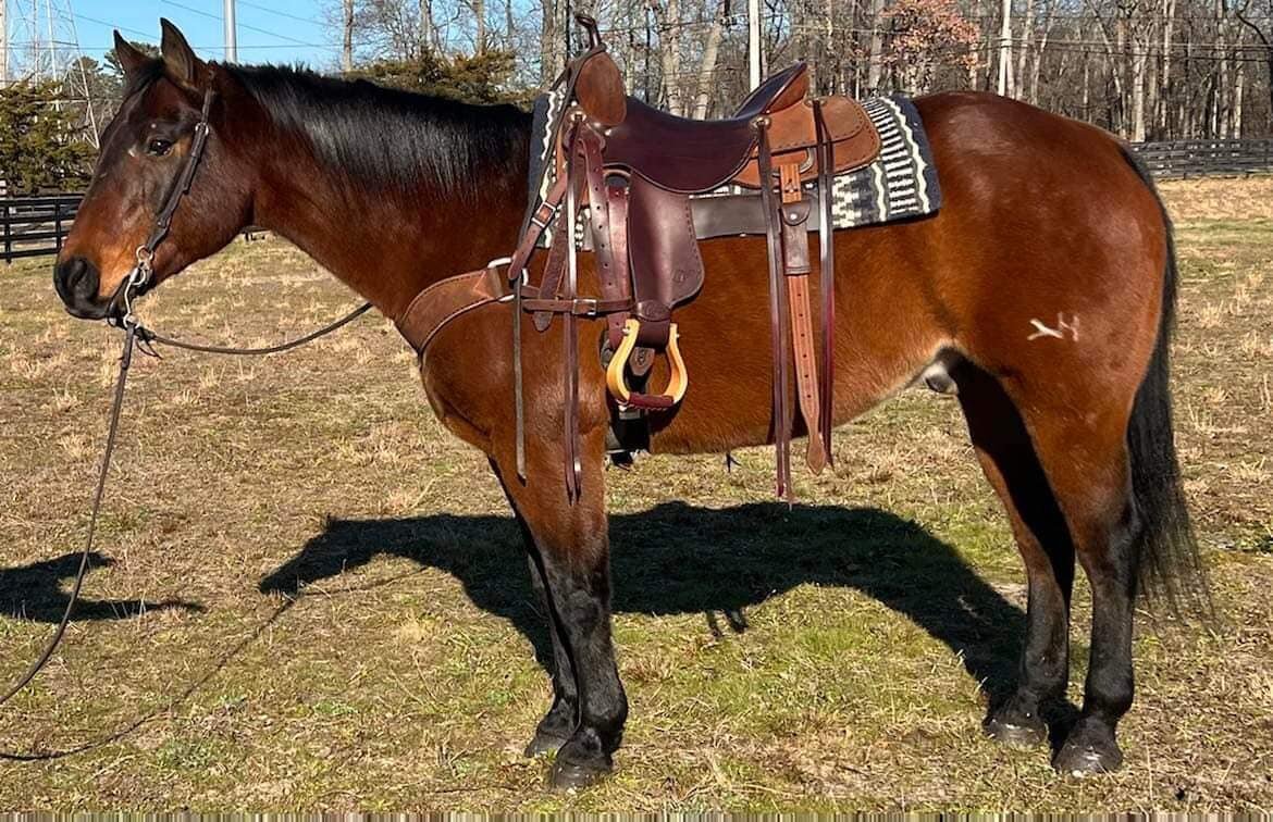 Baylor - Bay QH Gelding
