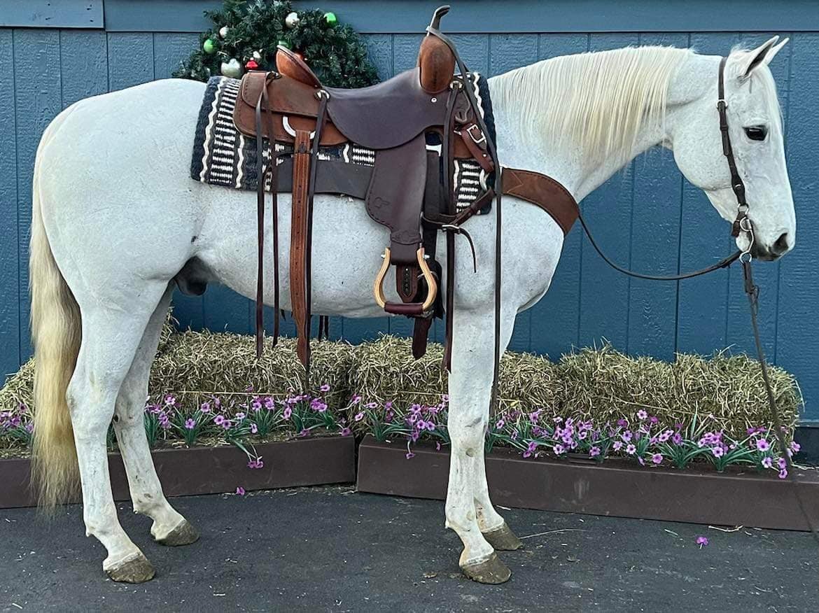 Nashville - Grey QH Gelding - VIDEO