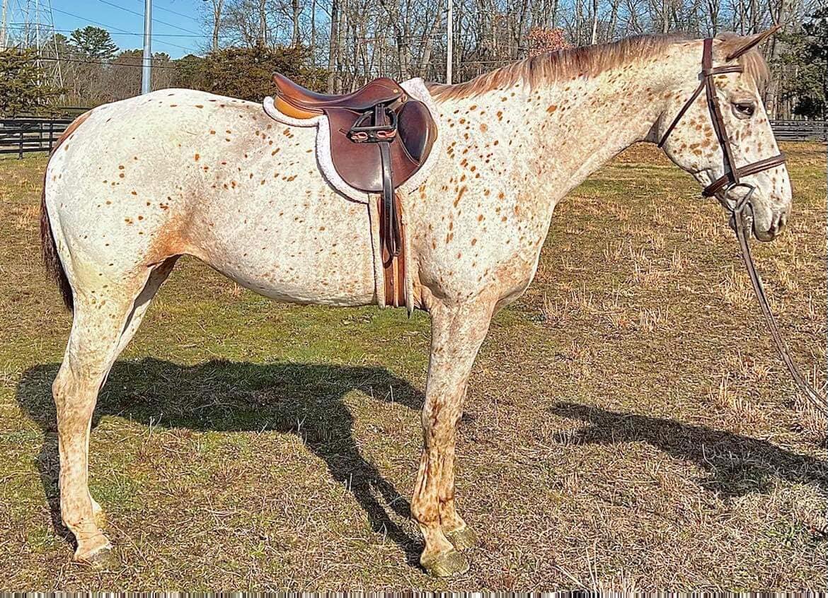 Ginger - Leopard Appaloosa Mare - VIDEO