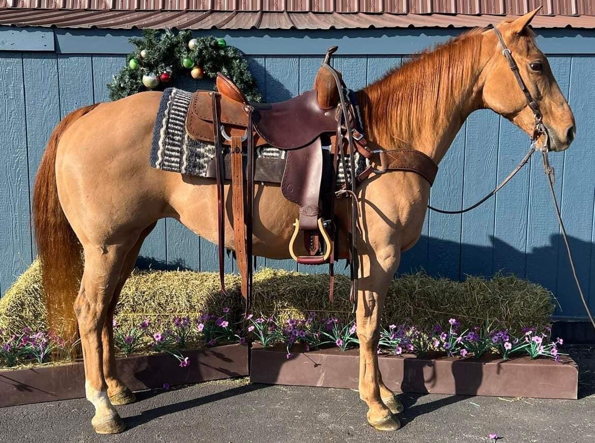 Lady - Sorrel QH Mare - VIDEO