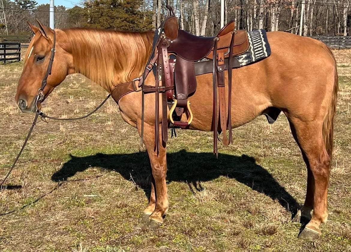 Kaweah Dun - 2007 Dun AQHA Gelding - VIDEO